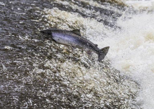 Project seeking to reveal secret lives of wild Atlantic salmon enters its second year