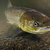 Atlantic salmon female, on its migration up river to spawn pic: Linda Pitkin