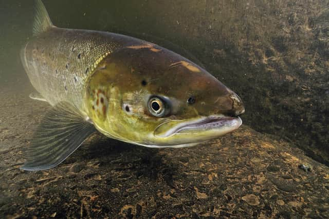 Atlantic salmon female, on its migration up river to spawn pic: Linda Pitkin