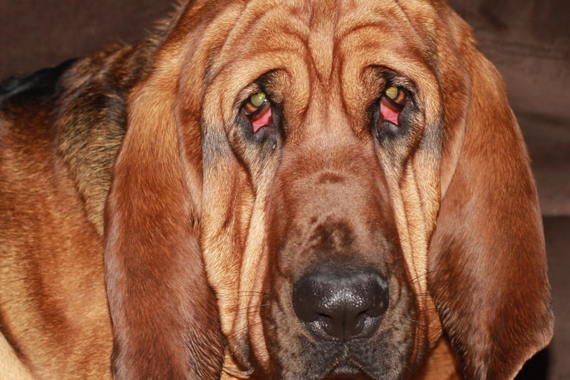 The Bloodhound may be most famous for its remarkable sense of smell, but their saggy lips and drooping jowls mean that their mouth simply can't hold saliva - causing their trademark drool.