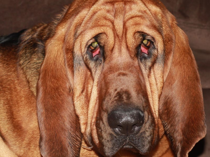 The Bloodhound may be most famous for its remarkable sense of smell, but their saggy lips and drooping jowls mean that their mouth simply can't hold saliva - causing their trademark drool.