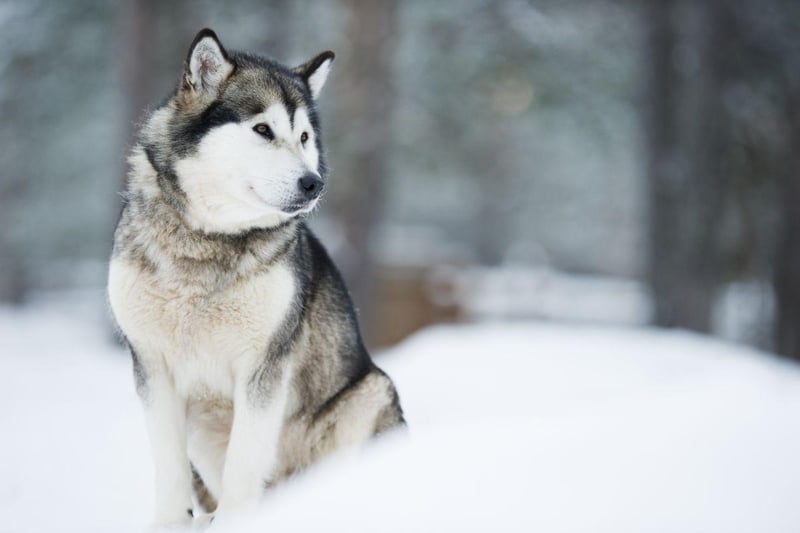 Their forebears are thought to have arrived in North America over 12,000 years ago and are genetically close to the Siberian Husky. The modern Malamutes was first bred by the Malimiut Inupiaq people of Alaska's Norton Sound area.