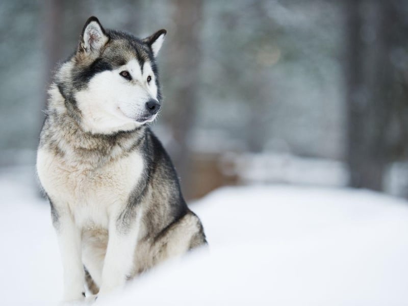 Their forebears are thought to have arrived in North America over 12,000 years ago and are genetically close to the Siberian Husky. The modern Malamutes was first bred by the Malimiut Inupiaq people of Alaska's Norton Sound area.