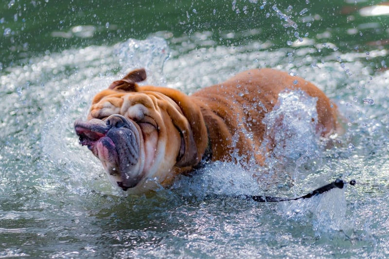 Coming in at 8th place in the list of most popular Bulldog names is Dexter. It's a Biblical name meaning 'right hand'.