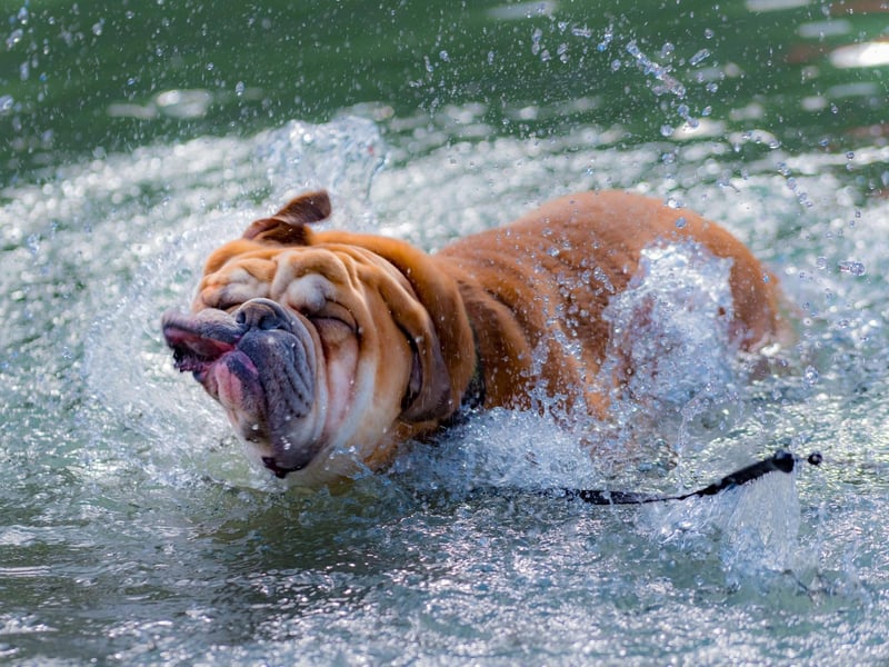 Coming in at 8th place in the list of most popular Bulldog names is Dexter. It's a Biblical name meaning 'right hand'.