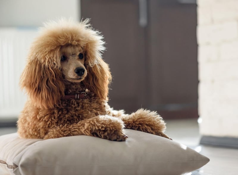 Poodles may be better known as show dogs but they are one of the smartest dogs on the planet, as well as being very reliable a perfect combination for a guide dog. The standard size of Poodle, rather than the toy or miniature, are preferred.
