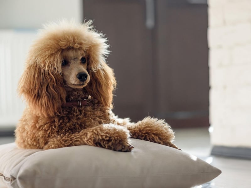 Poodles may be better known as show dogs but they are one of the smartest dogs on the planet, as well as being very reliable a perfect combination for a guide dog. The standard size of Poodle, rather than the toy or miniature, are preferred.