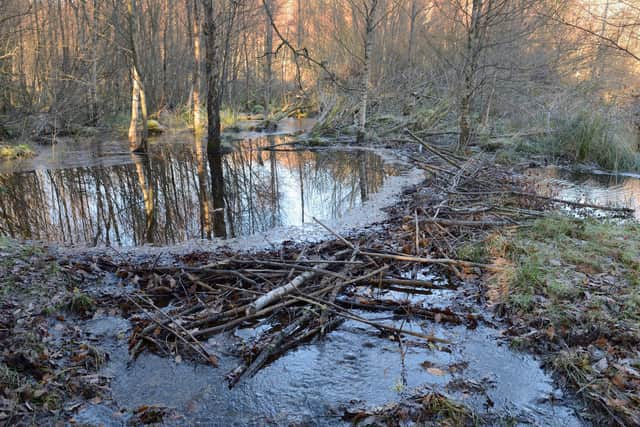 An unofficial beaver population has sprung up around Tayside, where dam-building and damage to trees has made the species unpopular with farmers