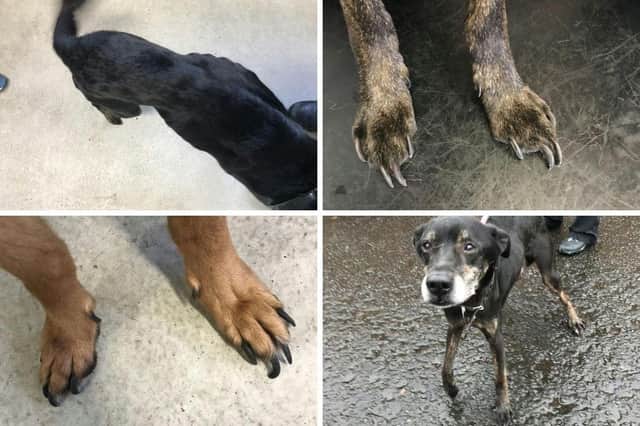 Andrew William McPherson admitted he failed to provide a nutritionally adequate diet or veterinary treatment for Zara, a seven-year-old female German Shepherd and Bobo a 16-year-old male crossbreed.