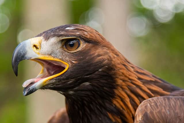 Eight more chicks have been released in a secret location in the Moffat hills as part of the South of Scotland Golden Eagle Project, a ground-breaking reintroduction scheme that aims to bring the species back to sustainable numbers in the region after its virtual disappearance. Picture: Phil Wilkinson
