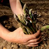 Bopeas are responding to something a crisis of what scientist Peter Turchin calls “elite overproduction." (pic: David Jones/PA)