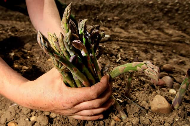 Bopeas are responding to something a crisis of what scientist Peter Turchin calls “elite overproduction." (pic: David Jones/PA)