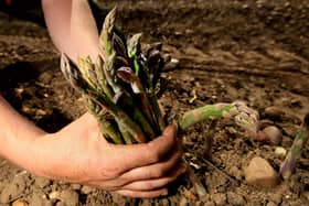 Bopeas are responding to something a crisis of what scientist Peter Turchin calls “elite overproduction." (pic: David Jones/PA)