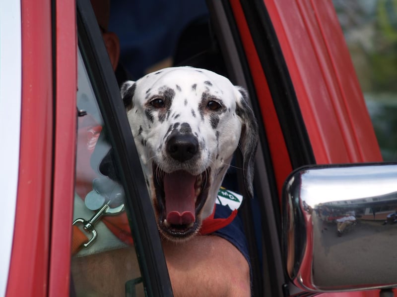 The Dalmatian gets its name from the historical region of Dalmatia, in modern day Croatia, where the breed originated,.