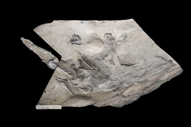 The fossil of the giant Jurassic-era winged creature discovered on the Isle of Skye. Picture: Gregory Funston