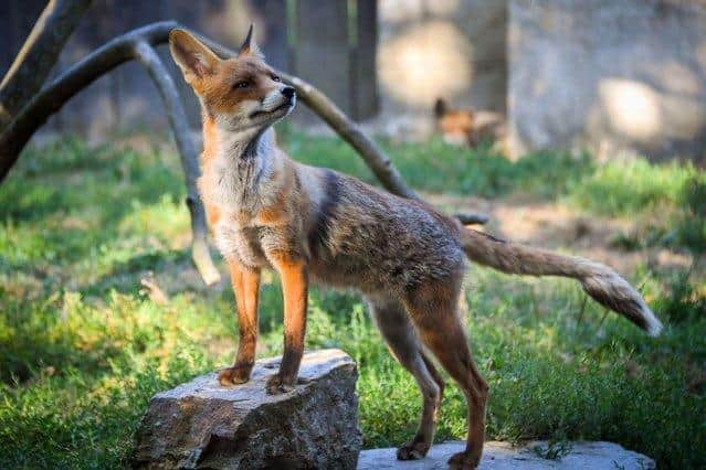 Safer now: The new Bill bans hunting with dogs in Scotland.
Picture: Loic Venance/AFP/Getty Images