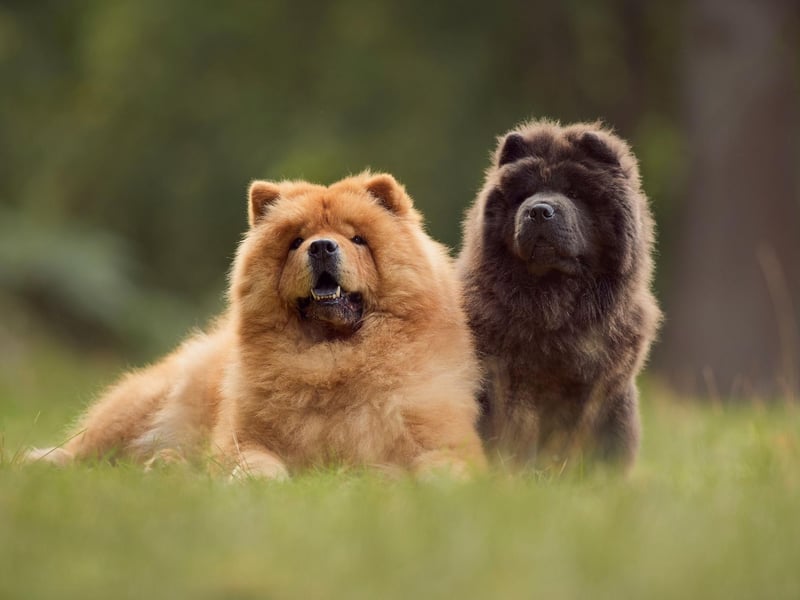 There are numerous records and artworks referring to the Chow Chow dating back centuries - including Chinese Han Dynasty carvings from around 150BC. Along with numerous ceramic models from the time that bear a striking resemblance to the modern breed, it means experts believe the Chow Chow has been around for at least 2,000 years.