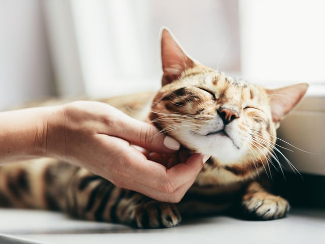 Better known for its leopard like markings, the Bengal is a little wild, but highly intelligent and very athletic.