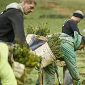 Forestry and Land Scotland has pledged to plant 25 million trees over the next year, helping  battle climate change and boosting the Scottish economy