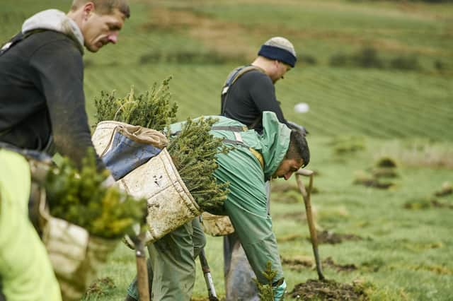 Forestry and Land Scotland has pledged to plant 25 million trees over the next year, helping  battle climate change and boosting the Scottish economy