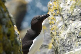Razorbills are one of the many birds at threat on the island (pic: NTS)