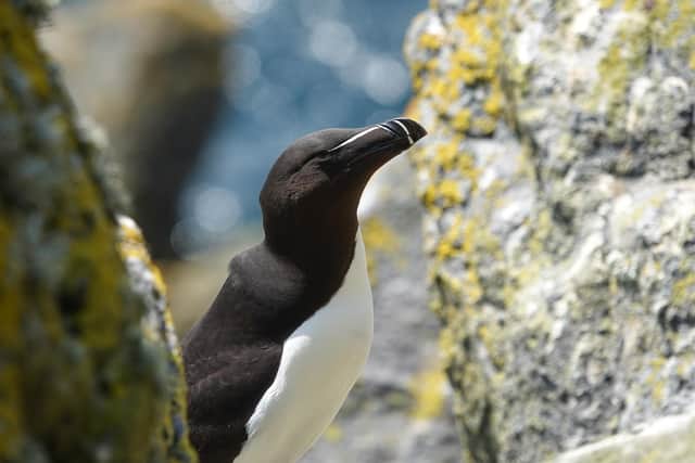 Razorbills are one of the many birds at threat on the island (pic: NTS)