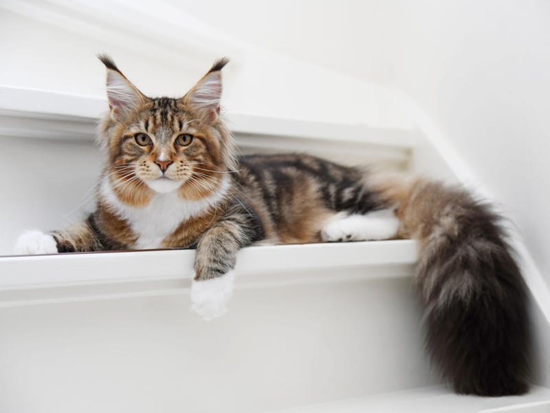 Your love for a cat by the name of Kitty Purry will surely never grow old. I named a cat...and I liked it!