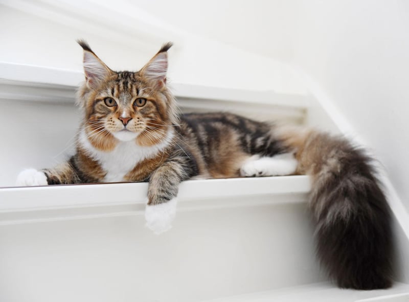 Your love for a cat by the name of Kitty Purry will surely never grow old. I named a cat...and I liked it!