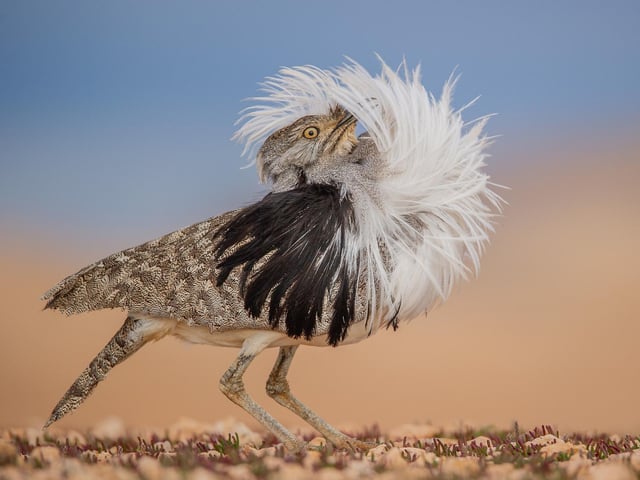 Museum of Puff perfect by Jose Juan Hernandez Martine, winner of the Animal Portraits category at the Wildlife Photographer of the Year competition. The courtship display of a Canary Islands houbara bird was caught in the light of the moon by Jose Juan Hernandez Martinez, of Spain. He dug himself a low hide and caught the bird’s puffed-out profile as it took a brief rest.