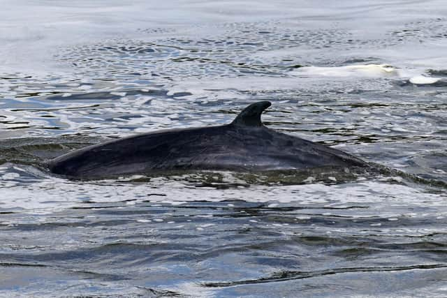 Scotland’s west coast seas are a vitally important area for minke whales – with some of these spectacular but vulnerable marine mammals notching up Europe’s longest sighting histories of almost 30 years, research by the Hebridean Whale and Dolphin Trust shows. (pic: Yui Mok/PA)