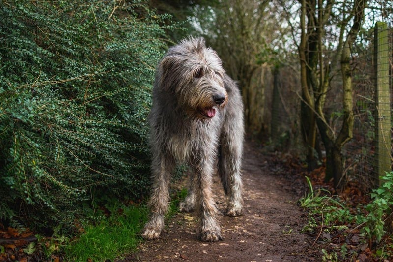 Irish Wolfhounds can stand up to a lofty 35 inches in height and have very low levels of aggression, making them a good dog to have around children.