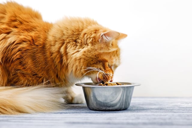 Another fact many pet owners may not know is that cats are very sensitive to their whiskers being touched, and so they type of bowl they have may effect how much and how often they drink. Get a shallow, wide bowl to help your cat feel more at ease.
