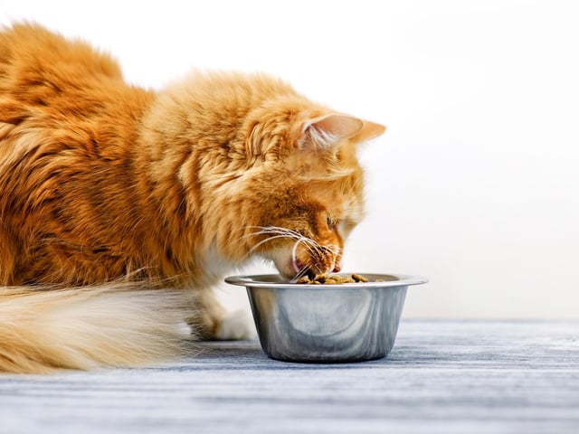 Another fact many pet owners may not know is that cats are very sensitive to their whiskers being touched, and so they type of bowl they have may effect how much and how often they drink. Get a shallow, wide bowl to help your cat feel more at ease.