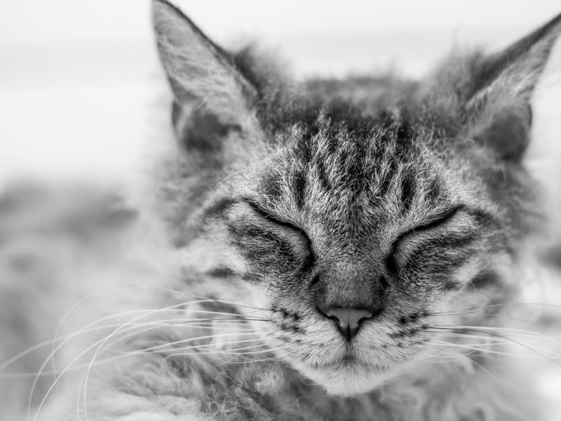 Their big curly coats give them the appearance of a perfectly groomed kitty cat, though they are not as high maintenance as you would think. LaPerm cats a very loving and perfect little friends to have around.