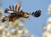 A nest, handbuilt by an elderly conservationist on a cliffside at the Dundreggan estate in the Highlands, has prompted the return of the first breeding pair of golden eagles to the area for 40 years.