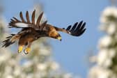 A nest, handbuilt by an elderly conservationist on a cliffside at the Dundreggan estate in the Highlands, has prompted the return of the first breeding pair of golden eagles to the area for 40 years.