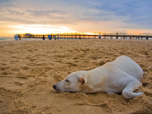 Long walks on the beach are a big no for your pup, but sunbathing while your dog goes for a swim is a great way to keep your pet cool. Dogs have sensitive feet that can burn or get injured if the ground they are walking on is too hot, so if on the beach don’t let your dog walk on the hot sand for too long. However, a refreshing dip in the cool water can work wonders to bring down your dog’s body temperature. Not all dogs will like swimming in water but encourage them to try it when you can and don’t leave them unsupervised.
