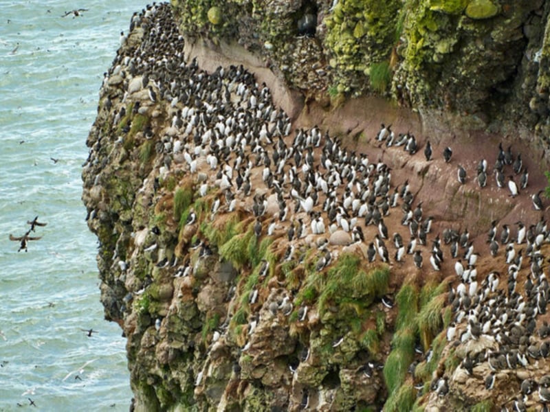 The Fowlsheugh coastal nature reserve can be found in Kincardineshire in northeastern Scotland. The cliffs supply a suitable habitat for the survival of seabird colonies including Guillemots, Kittiwakes and Razorbills etc.