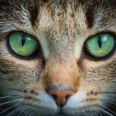 These 9 breeds are the fastest on the planet. Cr: Getty Images/Canva Pro