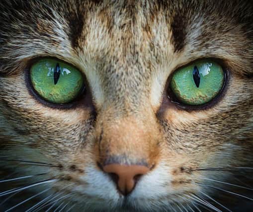 These 9 breeds are the fastest on the planet. Cr: Getty Images/Canva Pro