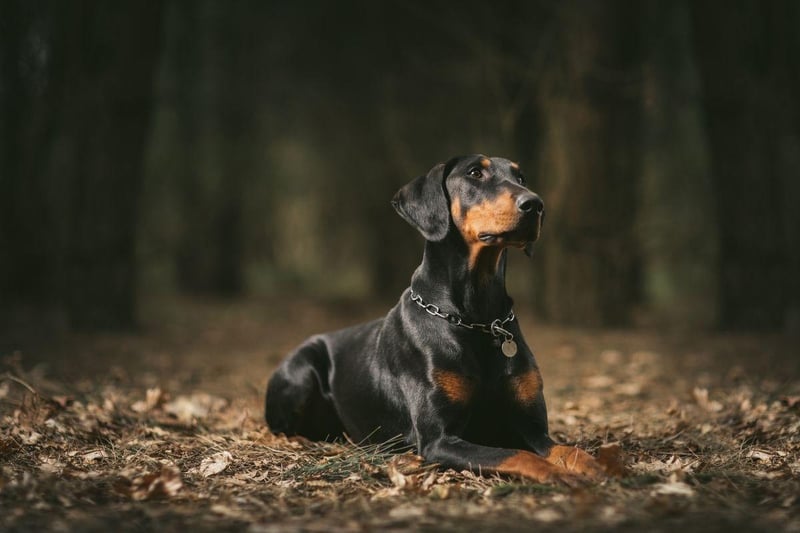 The Doberman Pinscher constantly comes in the top five of studies into the most intelligent breed of dog. They are known for the way they retain information.