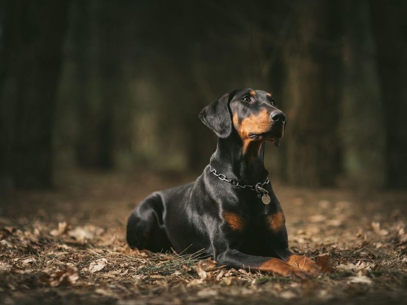 The Doberman Pinscher constantly comes in the top five of studies into the most intelligent breed of dog. They are known for the way they retain information.