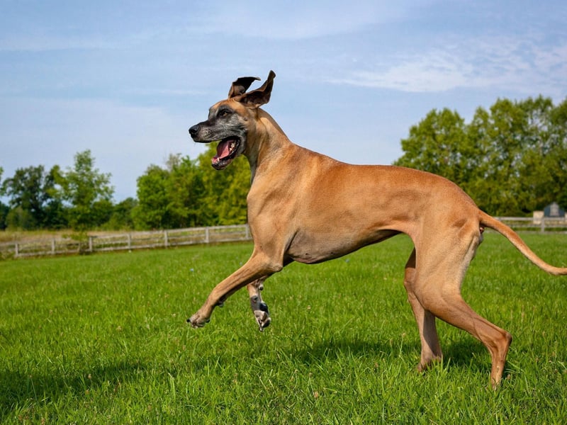 Scooby-Doo, the famous Hanna-Barbera cartoon character, is a Great Dane - his creator used sketches of a colleague's dog as inspiration.