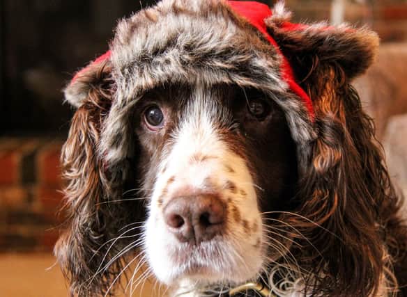 How much do you know about the adorable English Springer Spaniel?
