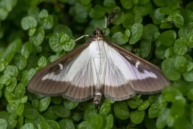 Pest-Stop expert reveals how to protect your garden from a box tree moth invasion this April