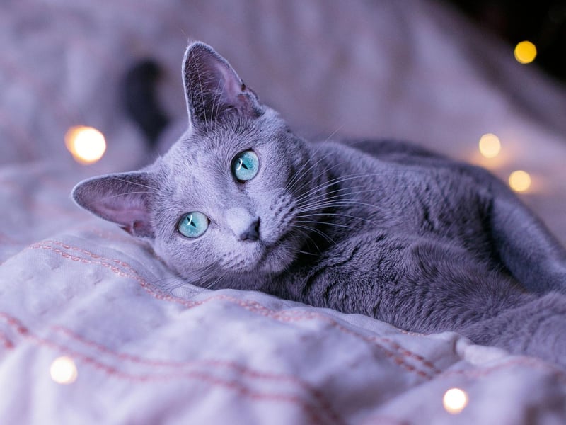 The coat of the Russian Blue Cat, which completes our top 10, can vary from a light silver to a slate grey. It sheds very little hair and so is perfect for those with allergies.