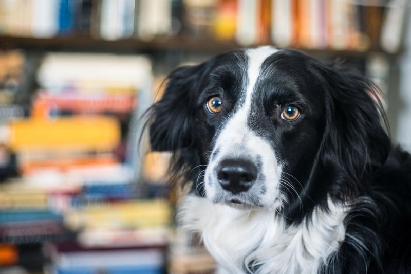 The Border Collie is one of the most active breeds of dog - bred to be out and about with their master herding sheep. Their high energy levels and intelligence mean they need a huge amount of stimulation and regular lack of company will lead to separation anxiety very quickly.