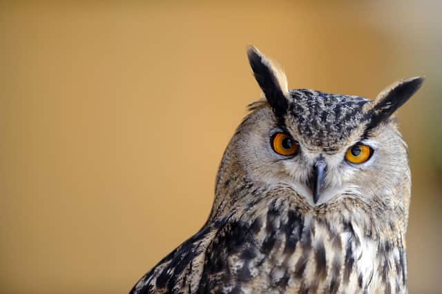 An  Eurasian Eagle-owl has been stolen from the Highlands. Picture: Jean-Christophe Verhaegen/AFP via Getty Images