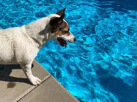 It's important to make sure your four-legged friend stays safe and cool over the summer.