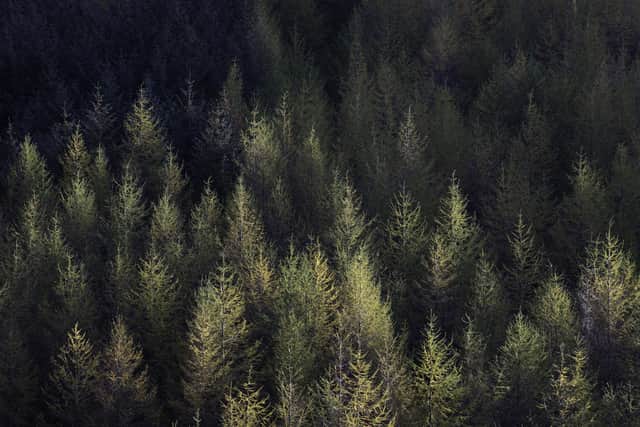 Aerial picture of autumn forest. Coniferous tree tops with foliage changing color lit by afternoon sunlight.